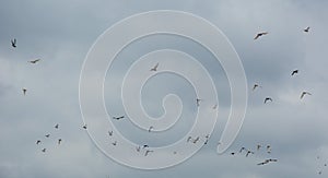 Flock of birds flying on grey sky