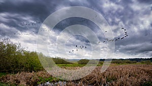Flock of Birds Flying Near a Marsh