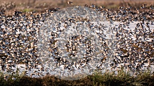 Flock of Birds Flying Near a Marsh