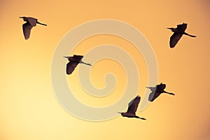Flock of birds flying at orange sky background