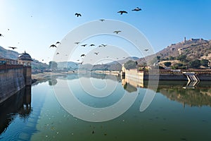 Flock of birds flying over Maotha Lake with Kesar Kyari Garden in the background. Rajasthan, India.