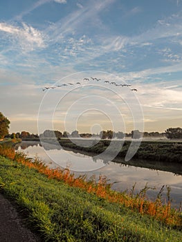 Flock of birds flying over the Mechels Broek nature park in Muizen, Belgium. This marschland is well known for birdwatching.