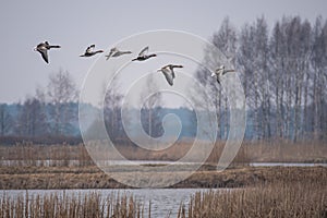 Flock of birds flying over the river in a rural field in Poland