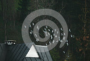 Flock of birds flying over the roof of the house