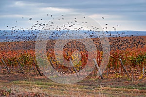 Flock of birds flying over the vineyard.