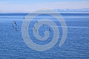 Flock of birds flying over water