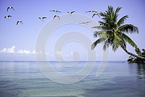 A flock of birds flying in the sea on the bright sky