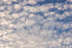 Flock of birds flying on sky with beautiful clouds pattern