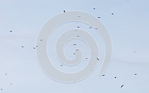 A flock of birds flying in the sky