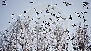 flock of birds flying in the sky crows. chaos surprise of death concept. group of birds fright flying in the sky. black