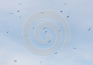 A flock of birds flying in the sky