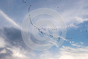 a flock of birds flying south against a sky