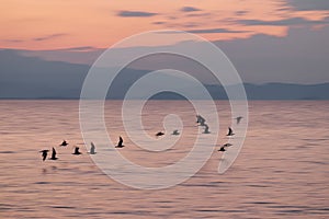 Flock of birds flying in the sunset light at the sea