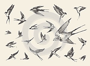 Flock birds flying swallows drawn vector sketch