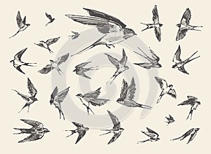 Flock birds flying swallows drawn vector sketch photo