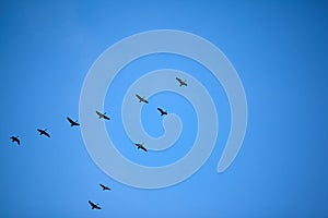 Flock of birds flying in v formation