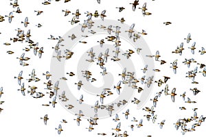 Flock of birds flying on a white background