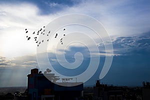 Flock of birds in a foggy day