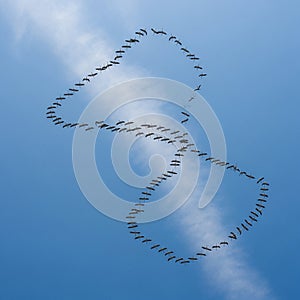 A flock of birds forms intricate