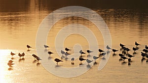 Flock of birds on frozen lake and beautiful golden sunset