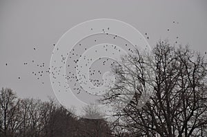 Flock of birds on gray sky above trees