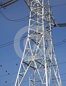 The flock of birds on high-voltage pylon