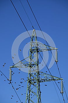 Flock of birds on high voltage pylon