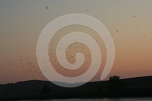 Flock of birds on Hungarian lake at sunset time.