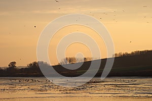 Flock of birds on Hungarian lake at sunset time.