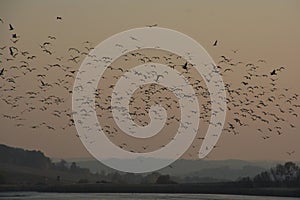 Flock of birds on Hungarian lake at sunset time.