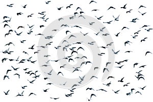 Flock of birds, isolated