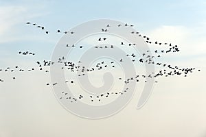 Flock of birds isolated on white background