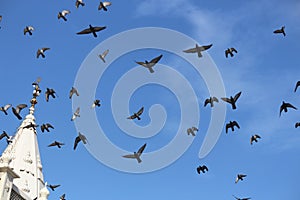 Flock of birds migrating in the blue sky