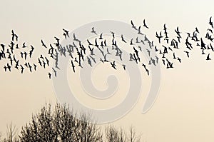 Flock of birds migrating south.