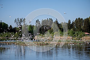 flock of birds near a body of water with trees and blue sky