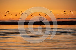 Flock of birds in orange sunset sky over the Baltic sea in PÃ¤rnu with silhouette of lonely tree on horizon