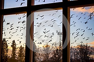 A flock of birds outside the window