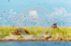 Flock of birds over beach