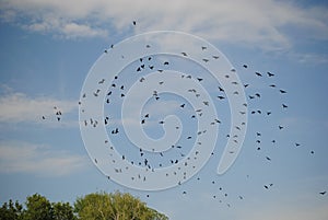 Flock of birds over the forest