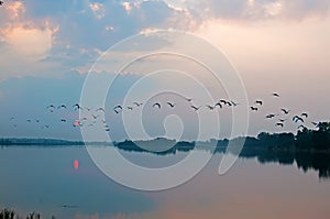 Flock of birds over lake photo