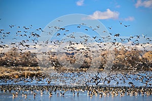 Flock of birds over the lake.