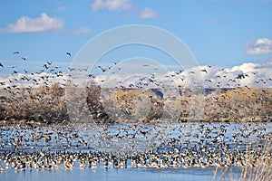 Flock of birds over the lake.