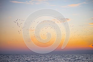 A flock of birds over the sea on the background of the sunset