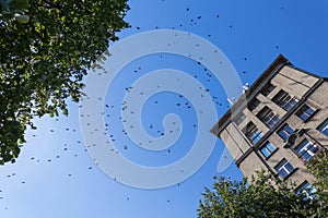 Flock of birds over the tenement house and trees