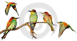 Flock of birds of paradise isolated on white background