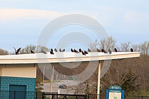 Flock of birds perched atop a modern architecture structure, set against a blue sky