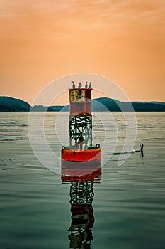 Flock of birds perched atop a red buoy in the harbor. Anacortes, WA