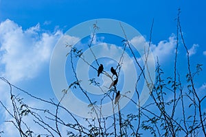 A flock of birds perched on the tree with a nice blue sky in the background