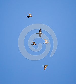 Flock of birds of pigeons against blue sky sunset