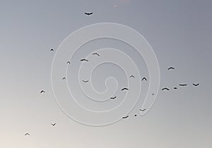 Flock of birds of pigeons against blue sky sunset